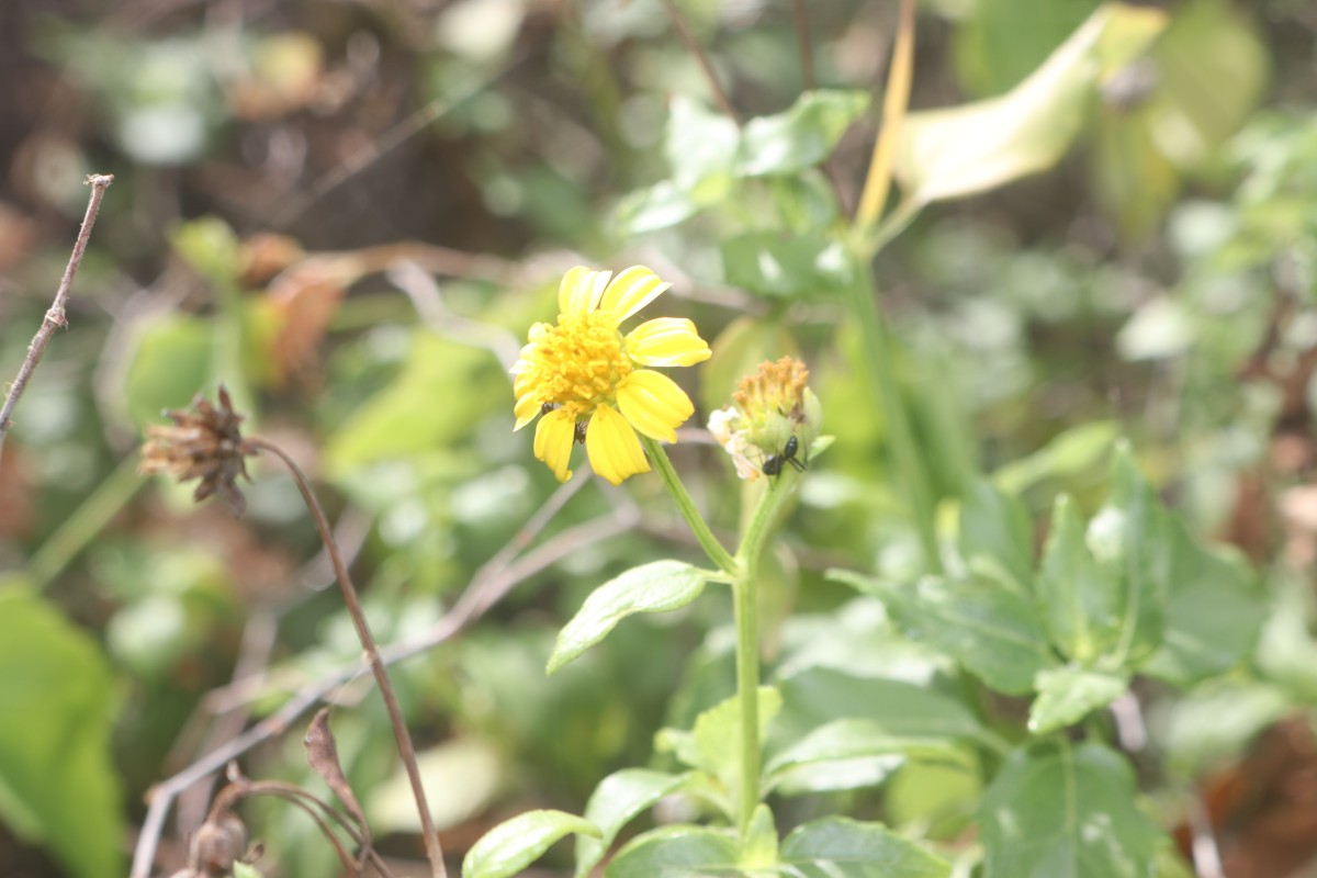 Wollastonia biflora (L.) DC.